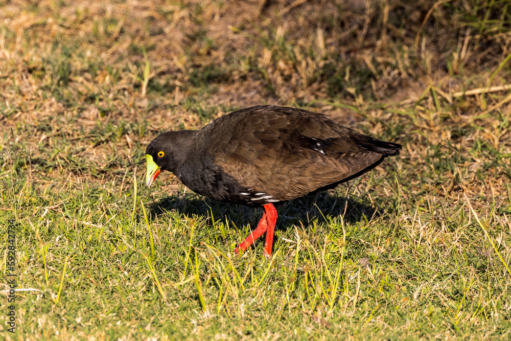 Black-tailed Native Hen in Queensland Australia Black-tailed Native Hen in Queensland Australia