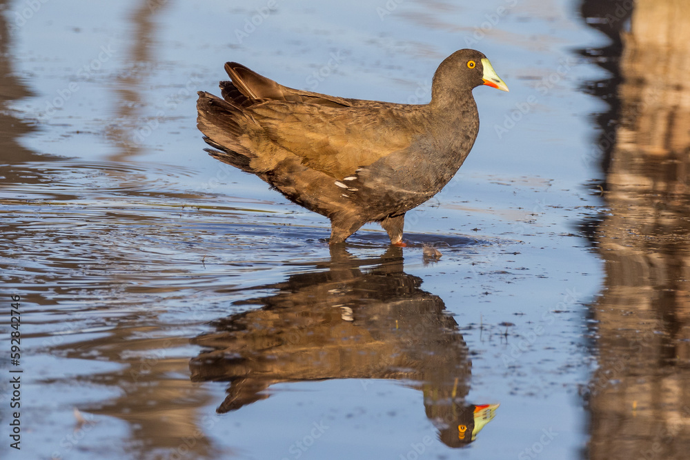 Fototapeta premium Black-tailed Native Hen in Queensland Australia