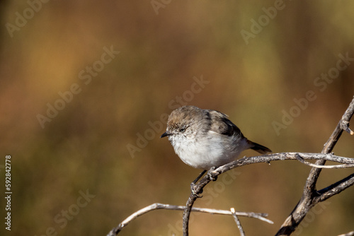 Chestnut-rumped Thornbill in Queensland Australia photo