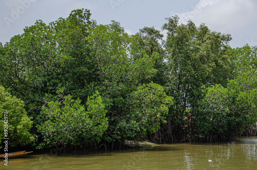 Photography mangrove forest bangkok bangkhuntien lanscape