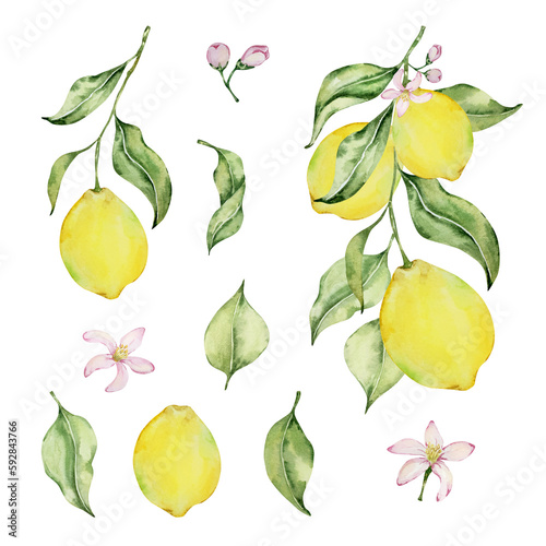 Watercolor juicy lemon and leaves  mediterranean illustration