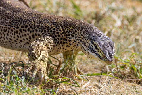 Sand Goanna in Queensland Australia