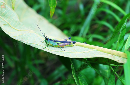 Closeup of a colorful grasshopper relaxing on a Tree Leaf