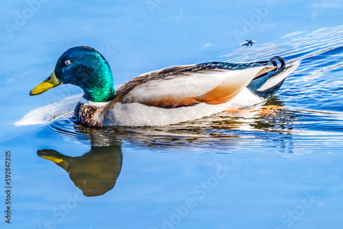 Green Mallard Duck Juanita Bay Park Lake Washington Kirkland Washiington photo