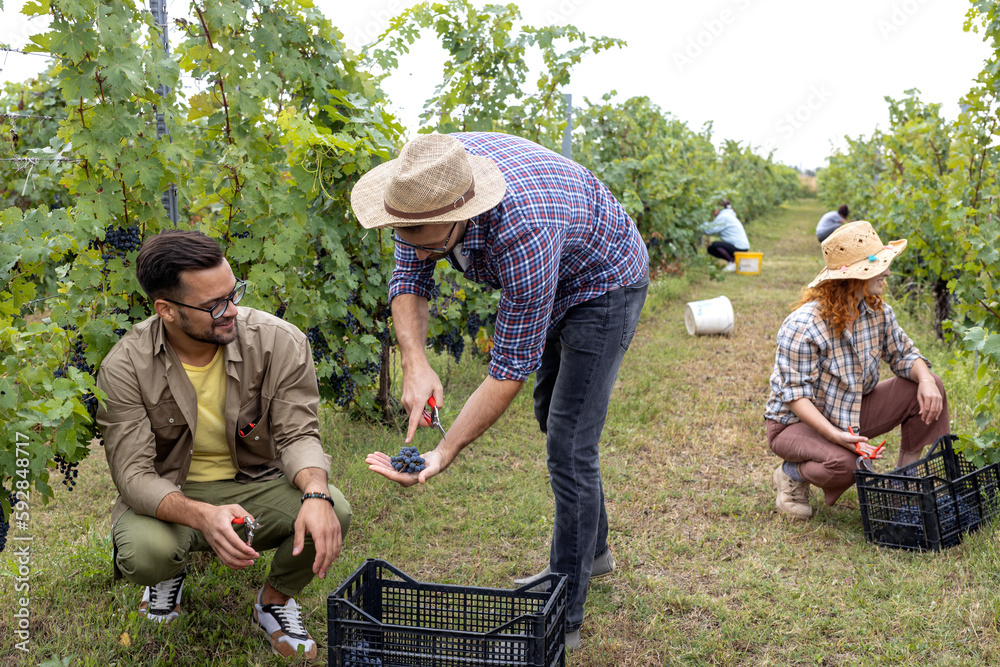 Group of young people picking grapes in vineyard and put in crate with smile on face Group of young people picking grapes in vineyard and put in crate with smile on face