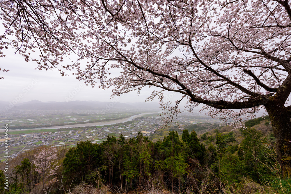 徳島県吉野川市チェリーロードから桜と吉野川を見る 徳島県吉野川市チェリーロードから桜と吉野川を見る