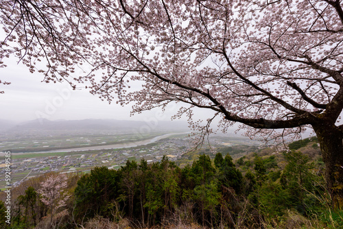 徳島県吉野川市チェリーロードから桜と吉野川を見る