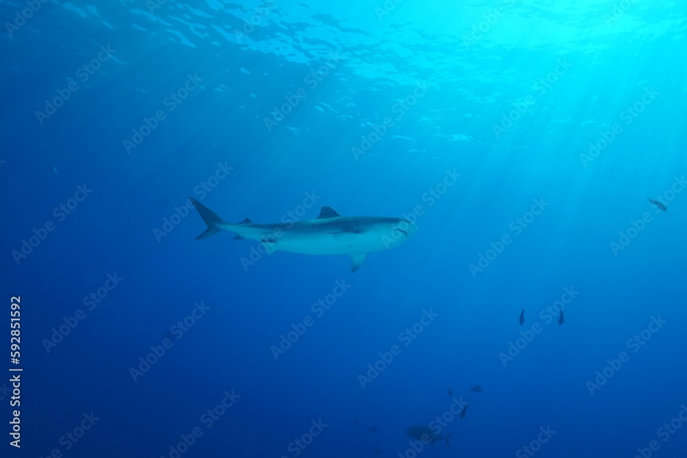 Tiger sharks crusiing in the maldives with diver Tiger sharks crusiing in the maldives with diver