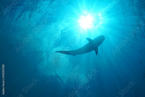 Fototapeta Naklejka Na Ścianę i Meble -  Tiger sharks crusiing in the maldives with diver