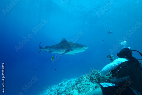 Tiger sharks crusiing in the maldives with diver