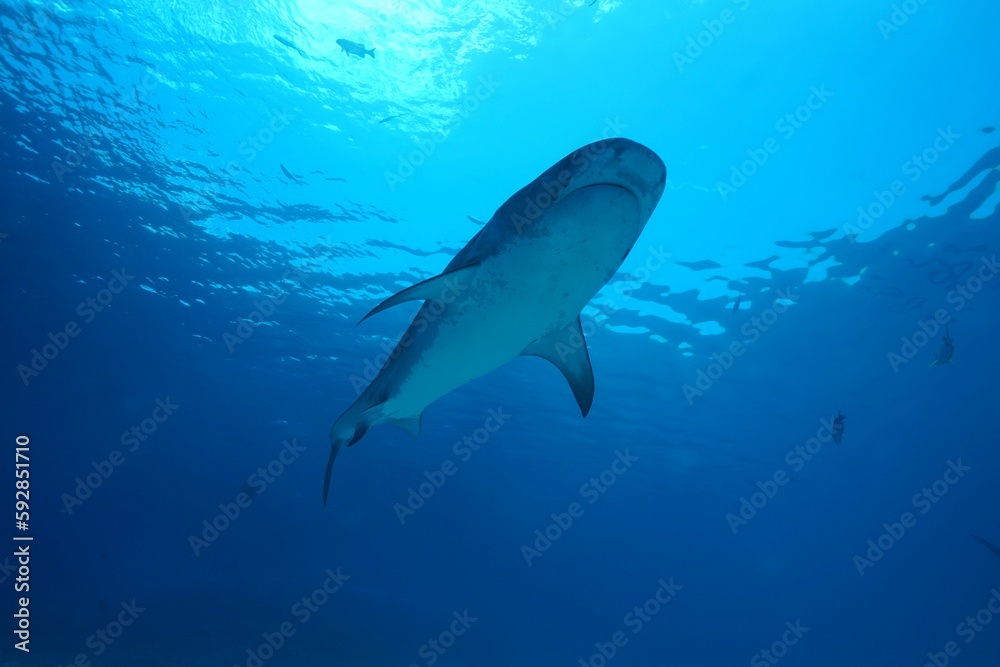 Fototapeta premium Tiger sharks crusiing in the maldives with diver