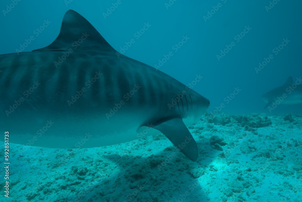 Fototapeta premium Tiger sharks crusiing in the maldives with diver