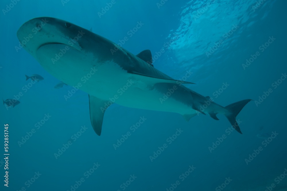 Fototapeta premium Tiger sharks crusiing in the maldives with diver