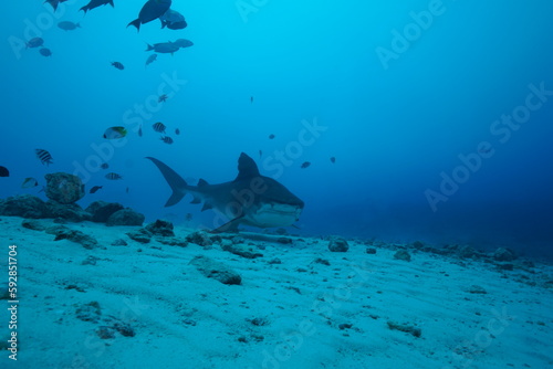 Tiger sharks crusiing in the maldives with diver