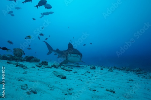 Tiger sharks crusiing in the maldives with diver