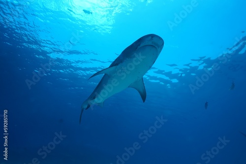 Tiger sharks crusiing in the maldives with diver