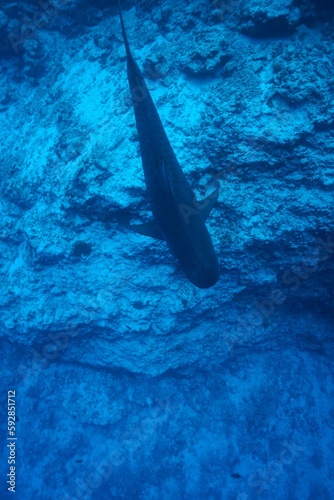 Tiger sharks crusiing in the maldives with diver