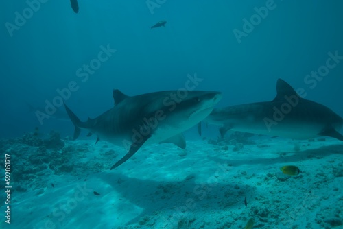Tiger sharks crusiing in the maldives with diver © Khun Stefan