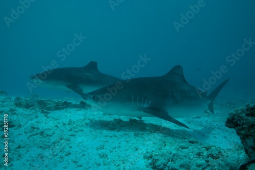 Tiger sharks crusiing in the maldives with diver