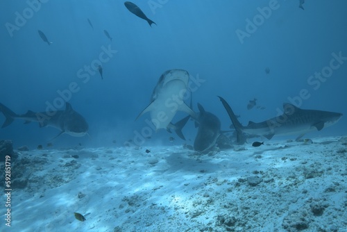 Tiger sharks crusiing in the maldives with diver