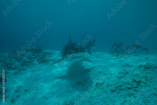 Tiger sharks crusiing in the maldives with diver