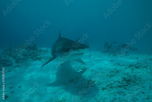 Tiger sharks crusiing in the maldives with diver