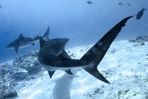 Tiger sharks crusiing in the maldives with diver