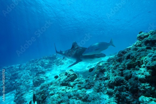 Tiger sharks crusiing in the maldives with diver