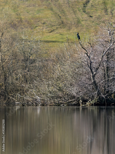 Lake with leafless trees and grass covered hillside in the background and a cormorant sitting in the tree seen from low angle