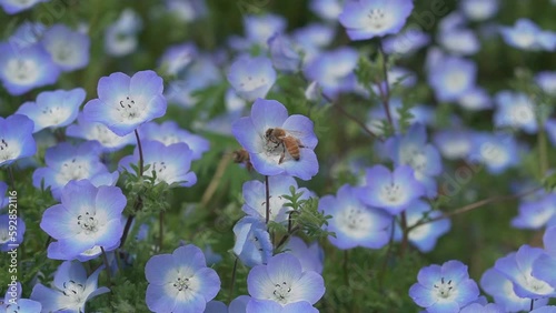 ネモフィラの花畑とミツバチ【三重県　志摩市観光農園】