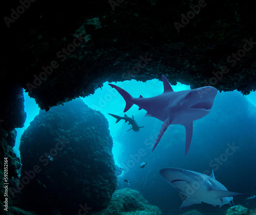 Aggiungi un'intestazione - Sharks in the cave photo