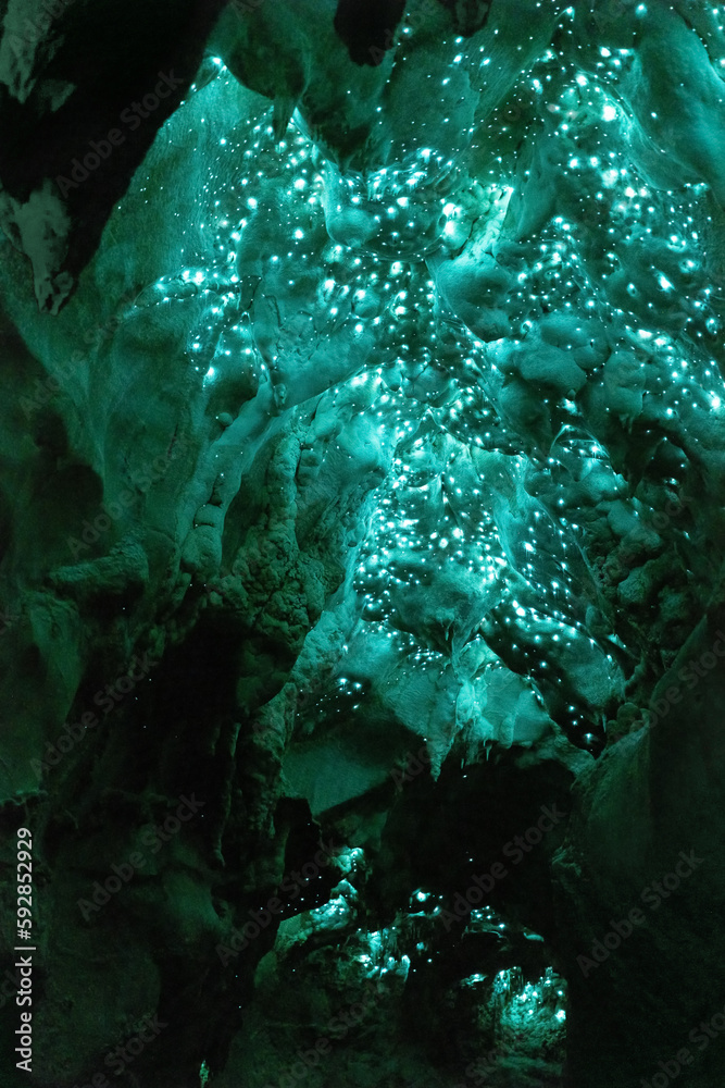 Colony of Glow worms in the Waipu caves in New Zealand. The