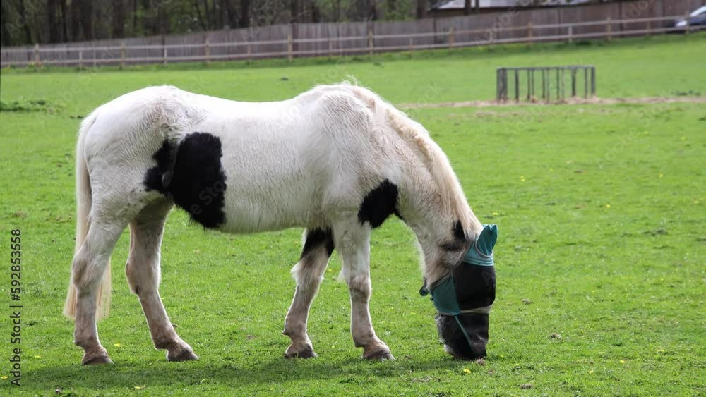 Horse wearing protective mesh fly mask, while grazing in a field. Real time. Horse wearing protective mesh fly mask, while grazing in a field. Real time.