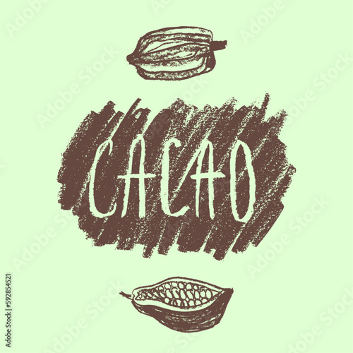 Cocoa bean emblem. Hand drawn sketch vector Cacao beans icon. Cocoa beans isolated. Symbol Bean to Bar cacao. Organic product doodle. Label chocolate, cocoa butter badge. Plant part for logo design.