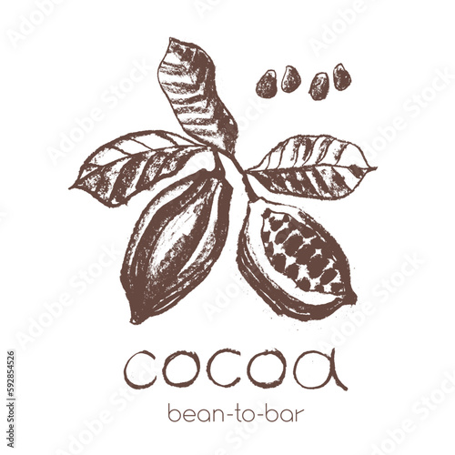 Cocoa bean emblem. Hand drawn sketch vector Cacao beans icon. Cocoa beans isolated. Symbol Bean to Bar cacao. Organic product doodle. Label chocolate, cocoa butter badge. Plant part for logo design.