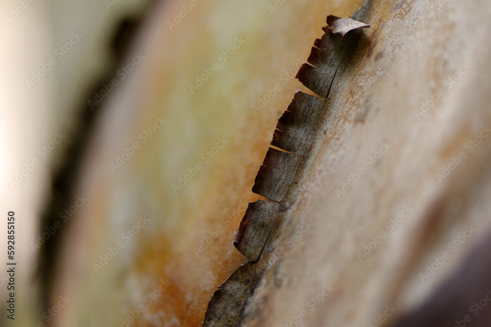 Gros plan sur une feuille de palmier Gros plan sur une feuille de palmier