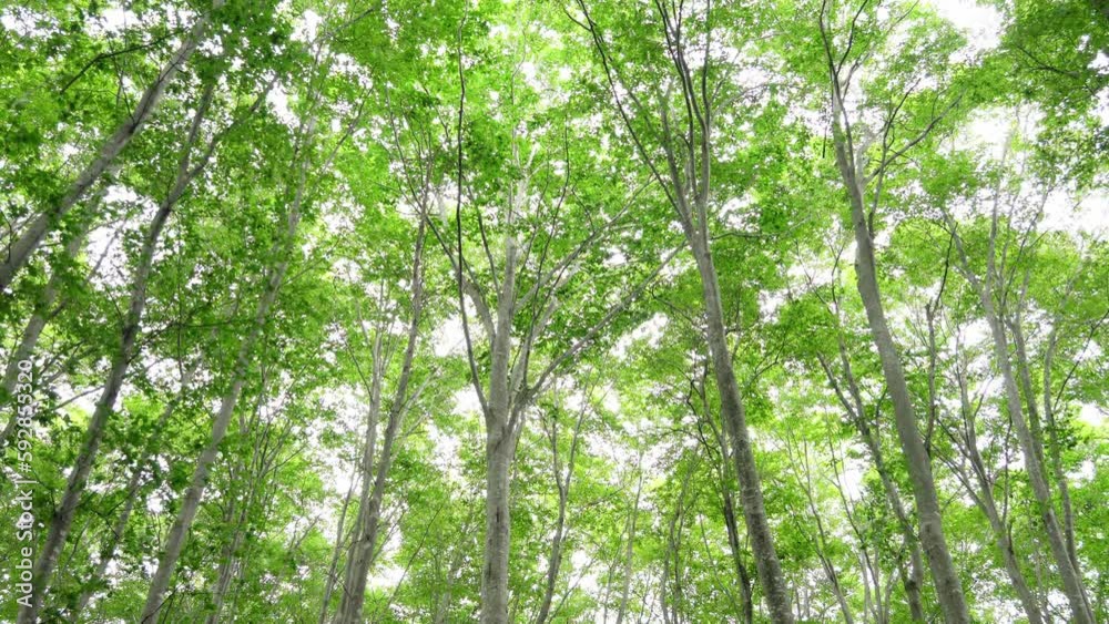 風にそよぐブナの森 初夏 風にそよぐブナの森 初夏