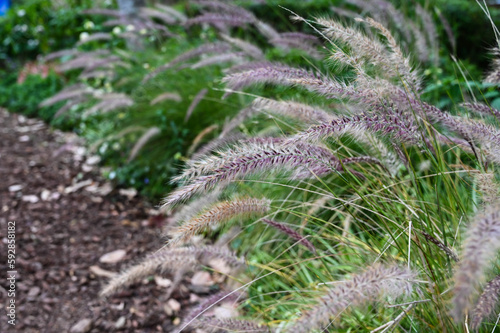 Chinese pennisetum in the park.