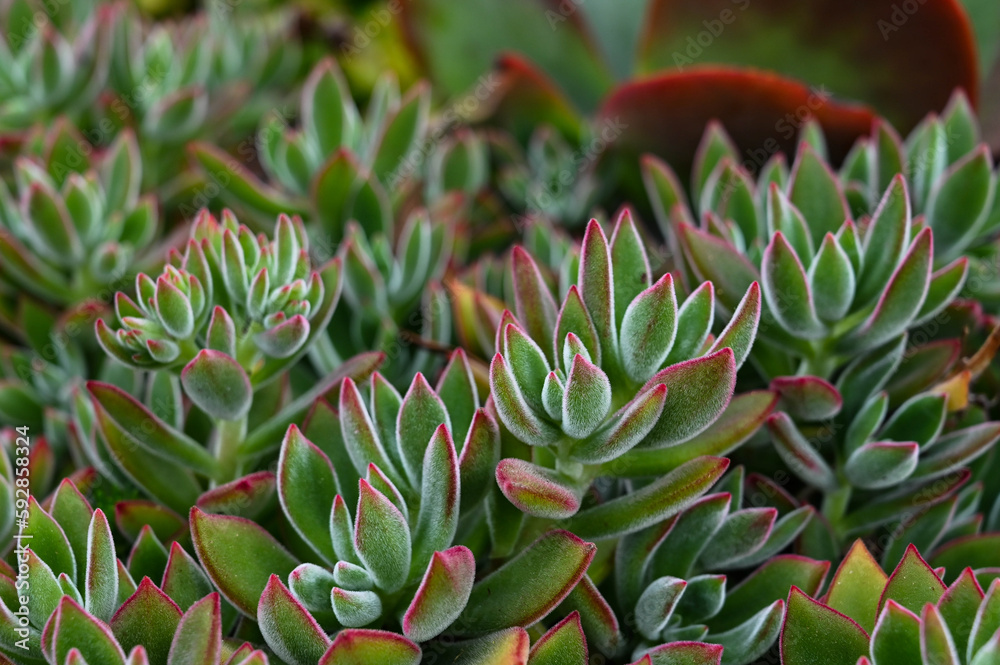 Obraz premium Echeveria pulvinata is succulent plant.