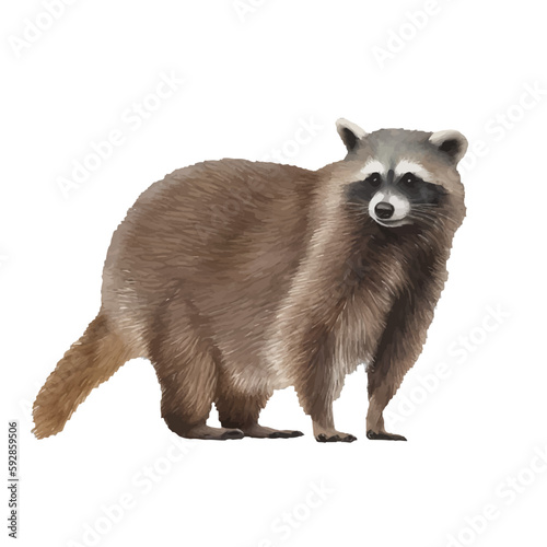raccoon with style hand drawn digital painting illustration