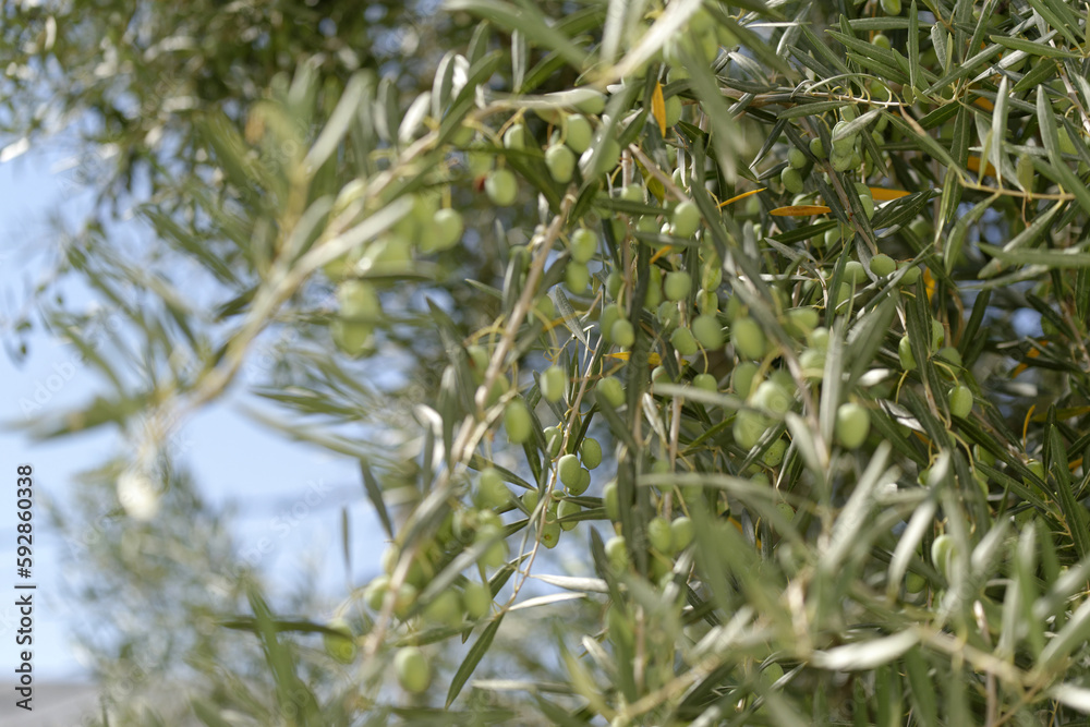 Fototapeta premium Olives sur branche