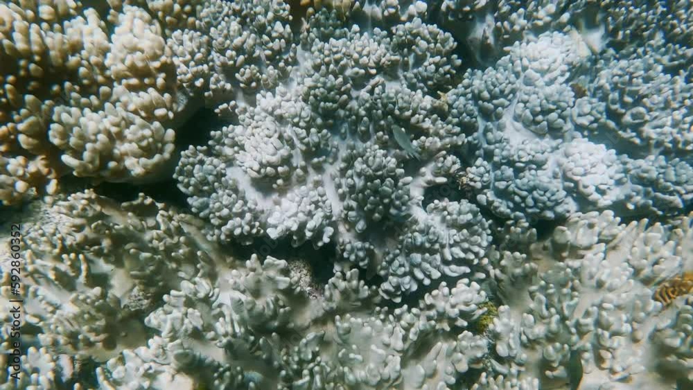 Exploring view top view of tropical coral reef on Great Barrier Reef in Australia. Marine life scene. Exploring view top view of tropical coral reef on Great Barrier Reef in Australia. Marine life scene.