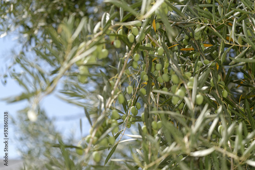 Wallpaper Mural Olives sur branche Torontodigital.ca