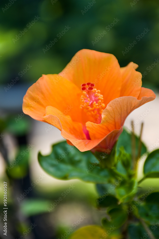 orange hibiscus blooming and sunlight in Bangkok garden Thailand orange hibiscus blooming and sunlight in Bangkok garden Thailand