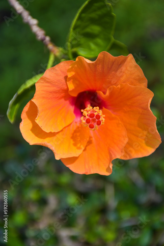orange hibiscus blooming and sunlight in Bangkok garden Thailand 
