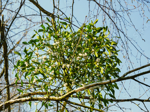 The leaves and berries of a bunch of mistletoe close up against a blue sky photo