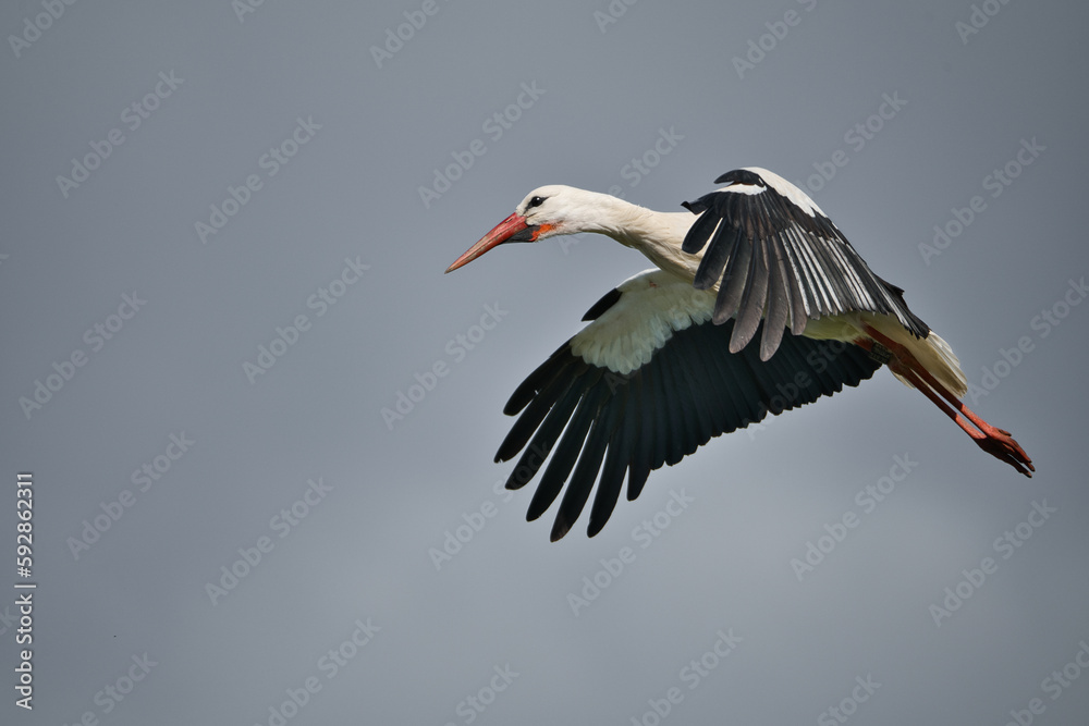 Fototapeta premium Close up of a stork in flight