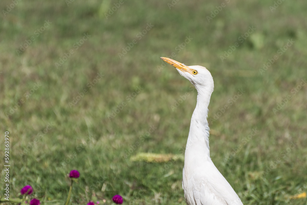 young white reef egret standing in the grass and looking up young white reef egret standing in the grass and looking up