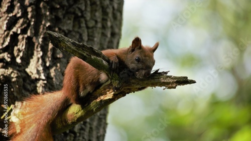 squirrel © Kamil