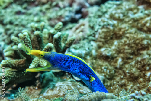 ribbon moray eel fish reef tropical sea background photo